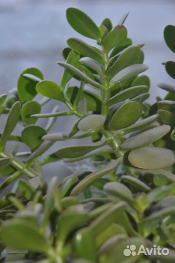 Денежное дерево(красула)