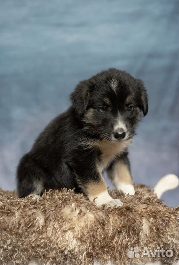 Милая Розочка ищет дом