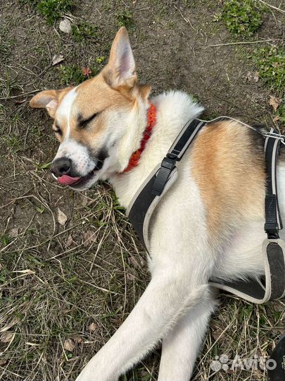 Весёлый пёс из приюта мечтает о счастье и семье