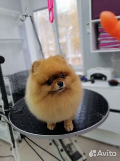 Грумер. Стрижка собак