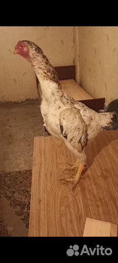 Бойцовые петухи и курицы