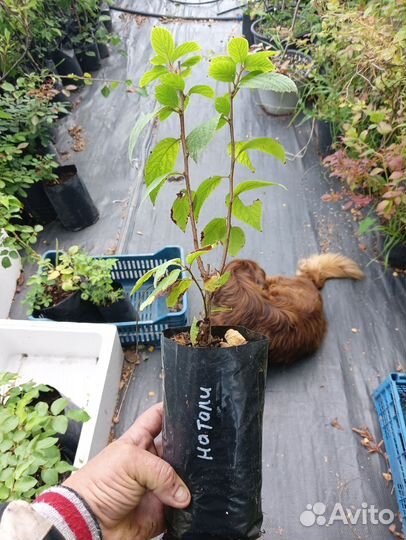 Саженцы клён фламинго,вишня войлочная, миндаль,ива