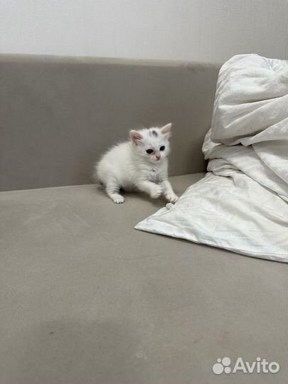 Сибирские котята