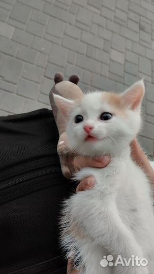 Котята 1,5 месяца