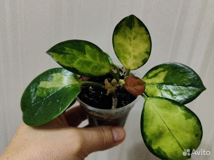 Хойя аустралис Лиза