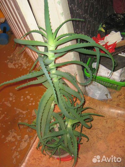 Алоэ древовидное 115 см гигантское