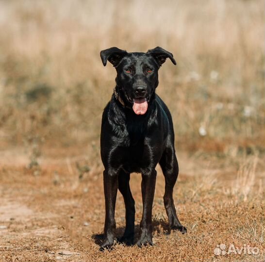 Черное золото. Дора