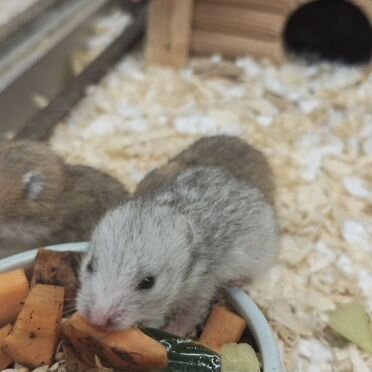 Сирийские хомячки малыши