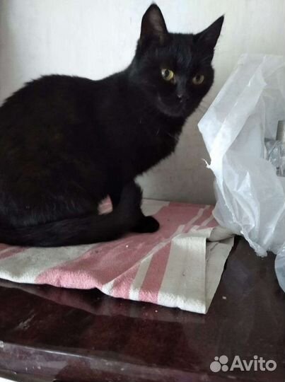 В добрые руки