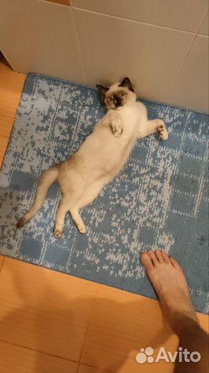 Тайская кошка