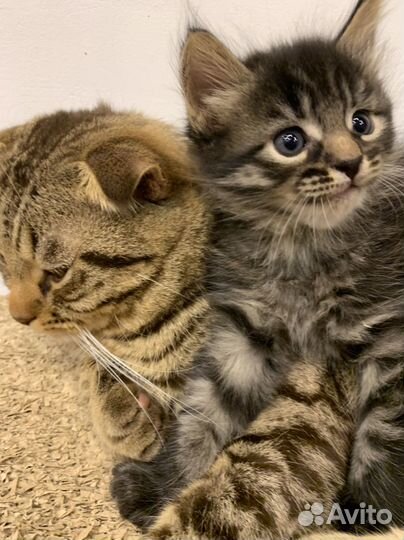 Шотландская