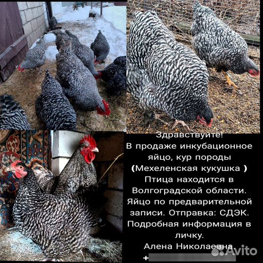 Цыплята, инкубационное яйцо пород