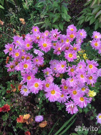 Хризантема