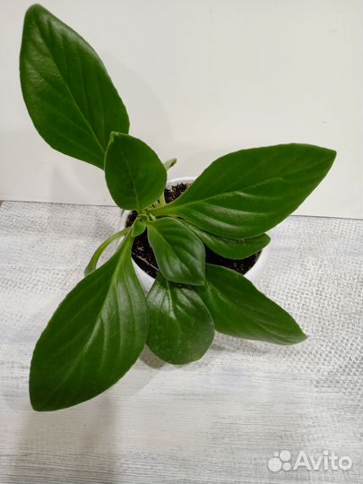 Хирита - Chirita Aiko - Бронь