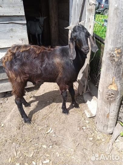 Нубийский козел вязка