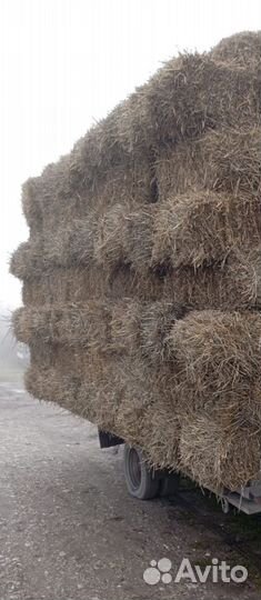 Салома пшеничная