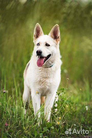 Собаки из приюта