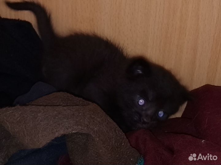 Котята