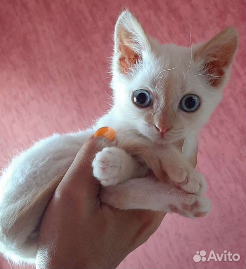 Котёнок сиамский