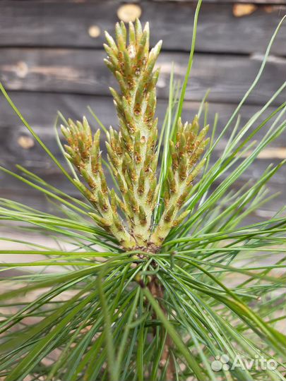 Кедр сибирский (сосна кедровая)