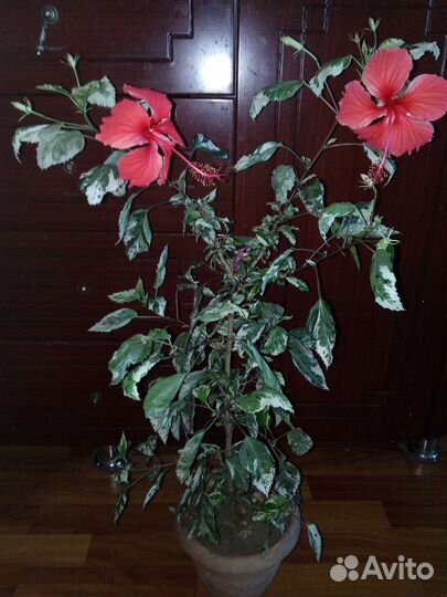 Саженцы малины(4сорта)