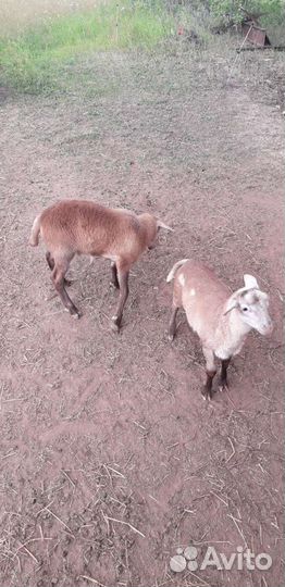 Катумские овцы бараны