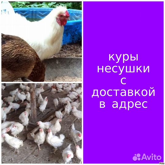 Куры несушки продам