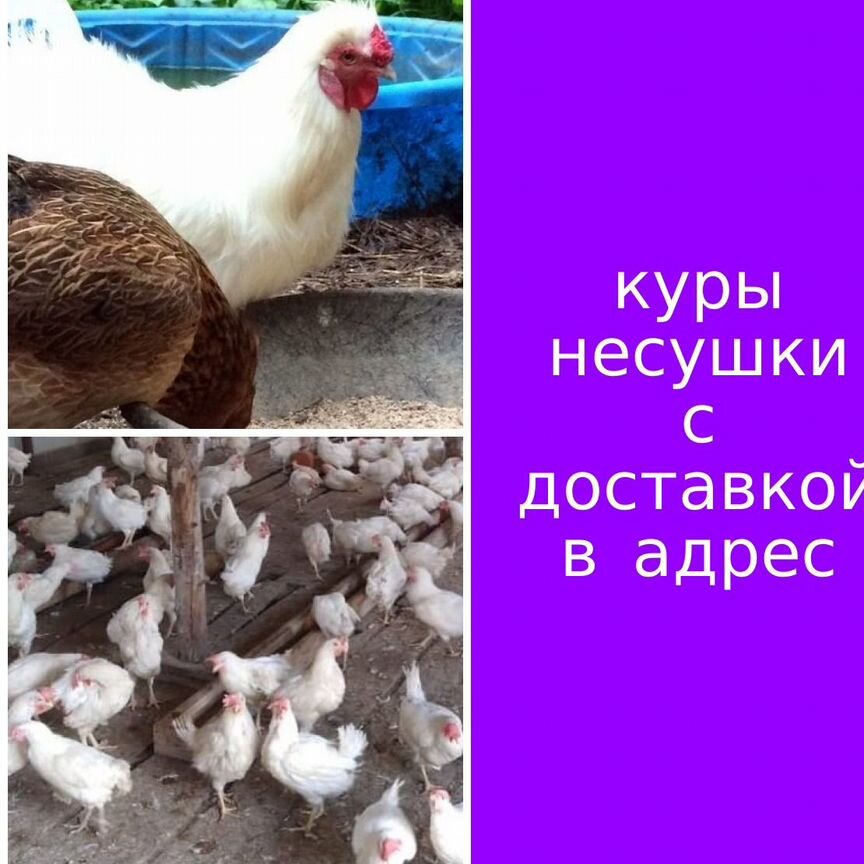 Куры несушки продам