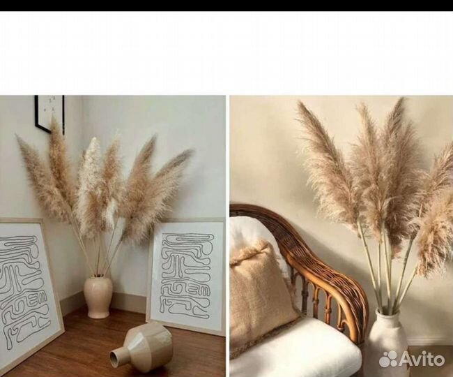Сухоцветы для декора камыш тростник