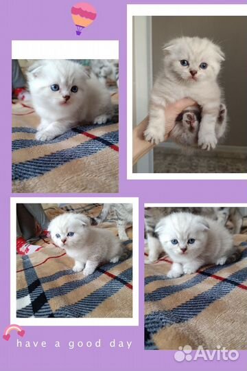 Шотландские котята