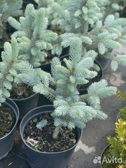 Ель голубая / колючаю Глаука «Супер Блю Сидлинг