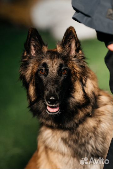 Кинологический тренинг по защите 30.04-02.05