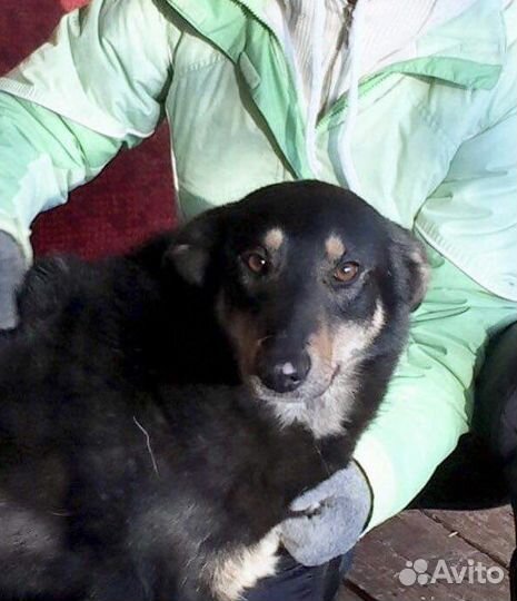 Отдам даром собаку Мулю в добрые руки