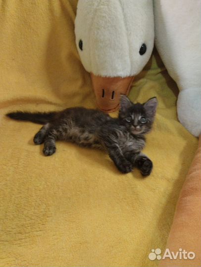 Котята мейн-кун