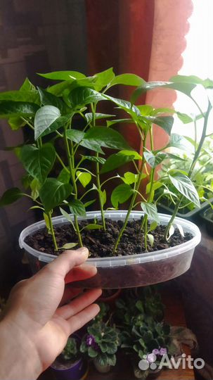 Рассада помидор,перец,цветы