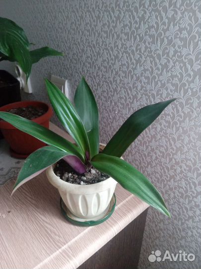 Традесканция