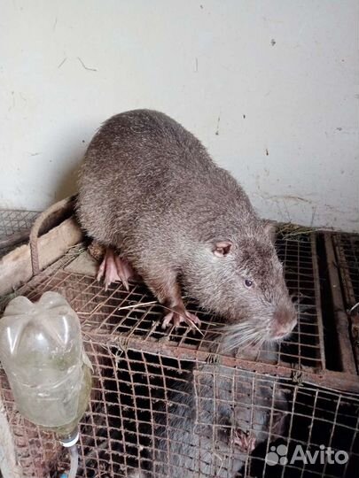 Нутрии самцы и самки