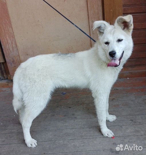 Щенок мальчик 6 месяцев