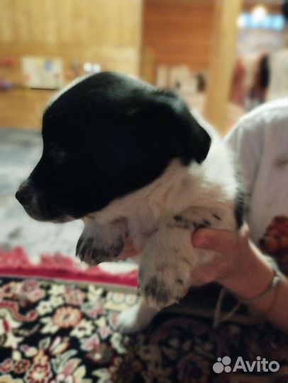 Щенки спаниеля