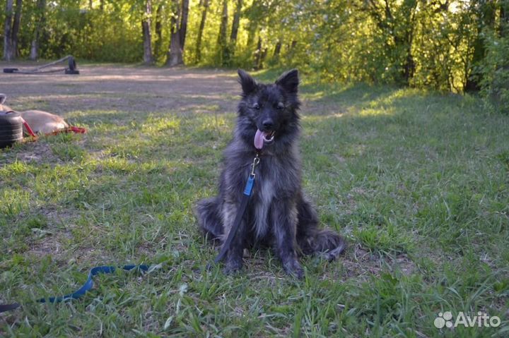 Собака в добрые руки