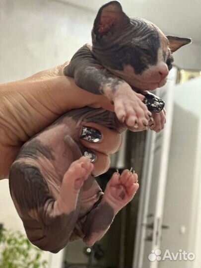 Канадский сфинкс