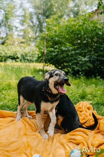 Собака в добрые руки