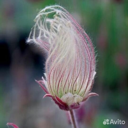 Geum Triflorum (гравилат, Роза де Сарон) семена