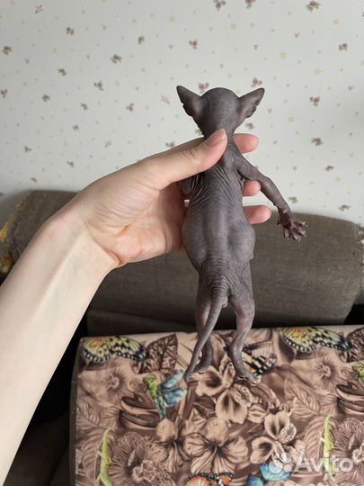 Котята сфинкс