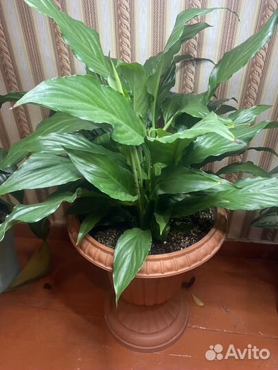 Спатифиллум