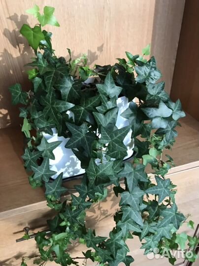 Плющ обыкновенный