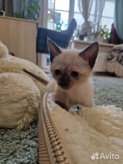 Сиамские котята