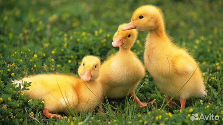 Продам гусят, утят, бройлера, индюшат, павлинов