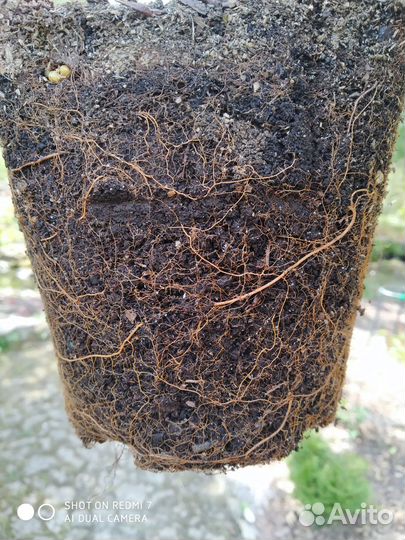 Саженцы голубики