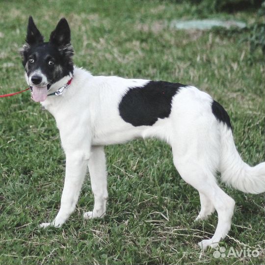 Подросток метис колли Луна в дар